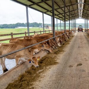 animal feed